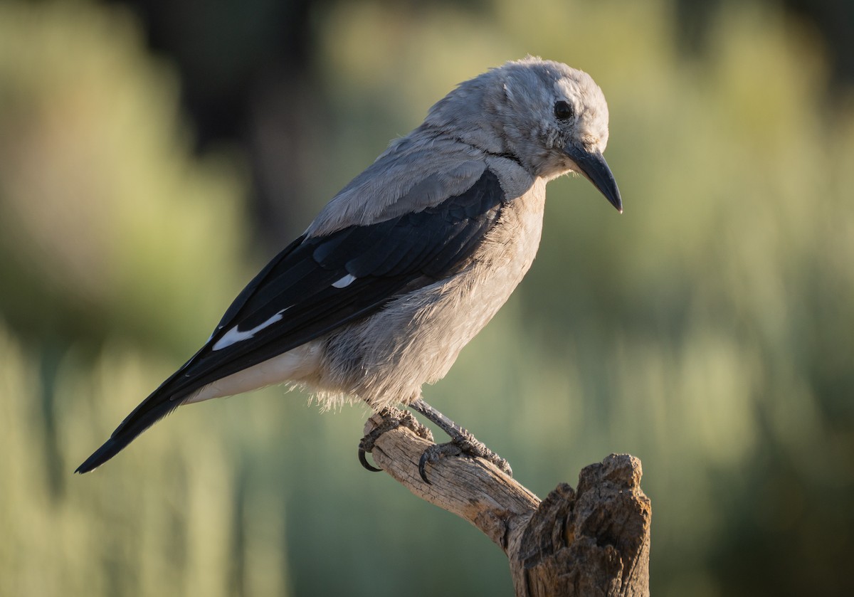 Clark's Nutcracker - ML612597053