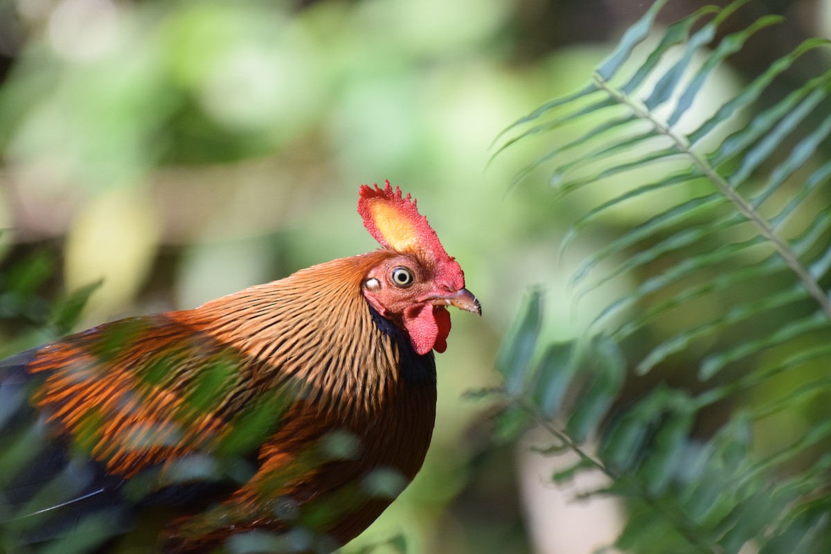 Sri Lanka Junglefowl - ML612597067