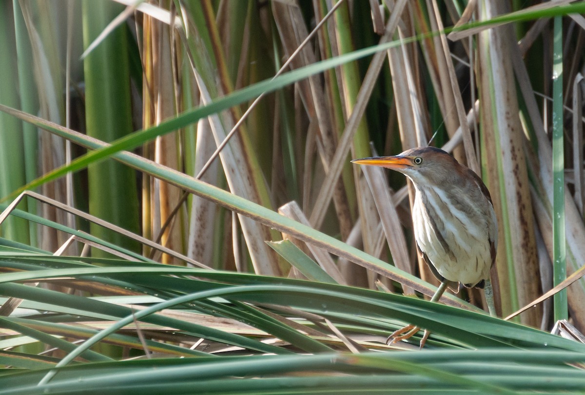 Least Bittern - ML612597093