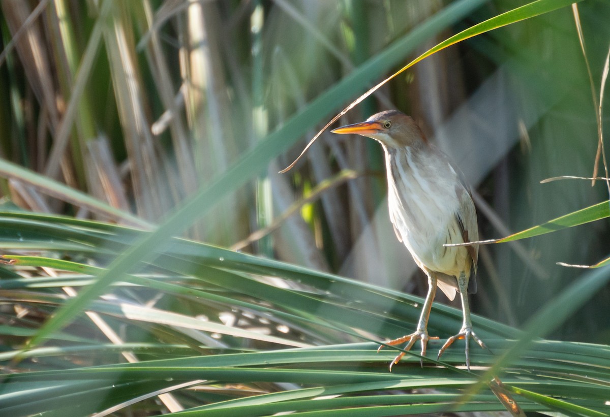 Least Bittern - ML612597094