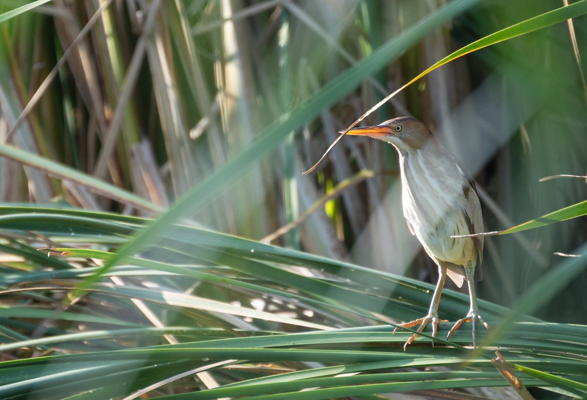 Least Bittern - ML612597098