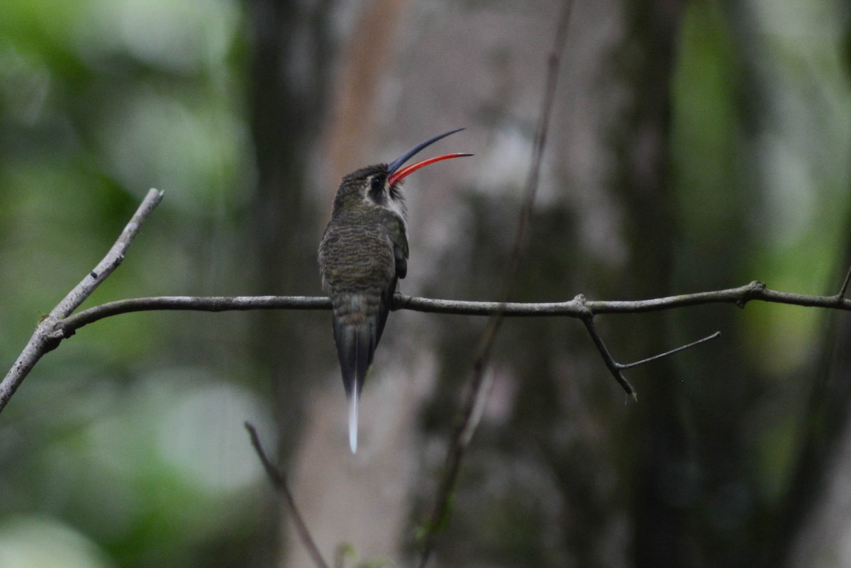 Great-billed Hermit (Margaretta's) - ML612597179