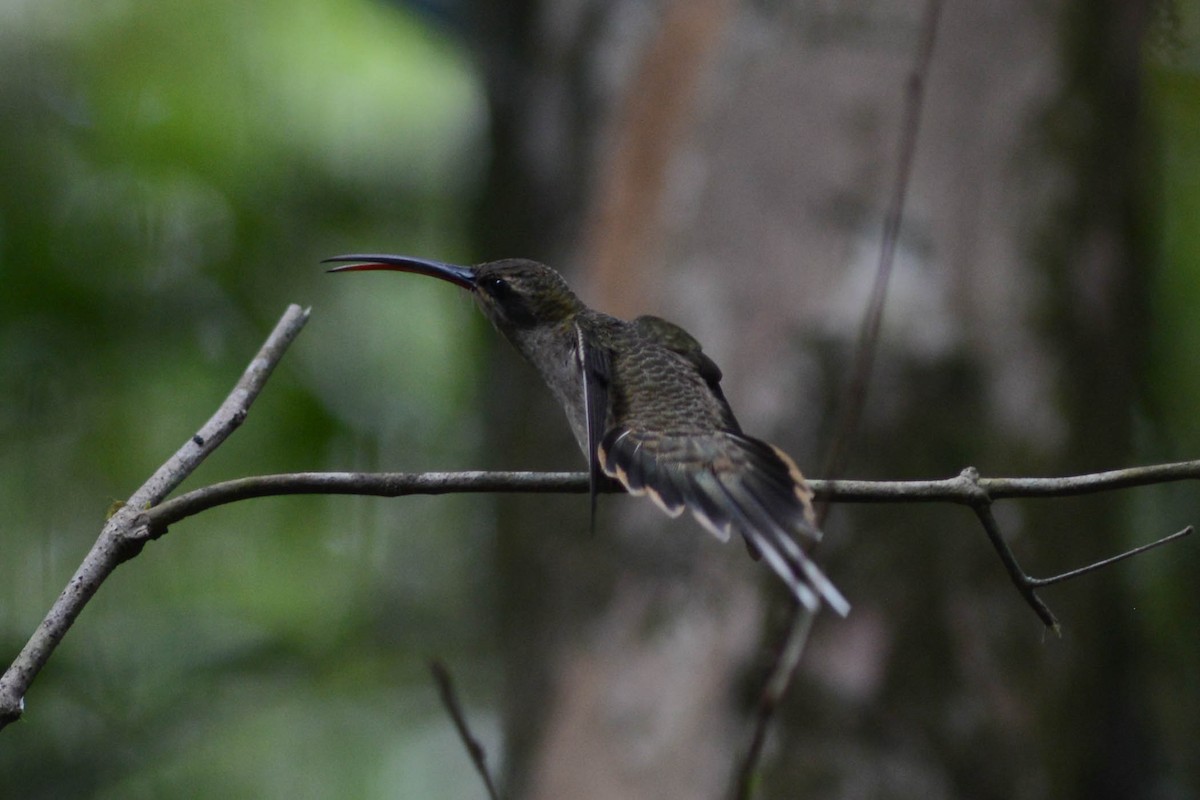 kolibřík dlouhozobý (ssp. margarettae) - ML612597180