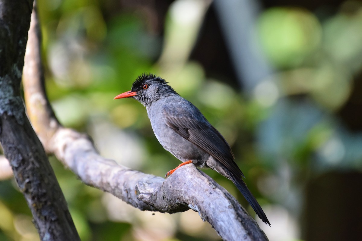 Square-tailed Bulbul - Noyel Mahendra