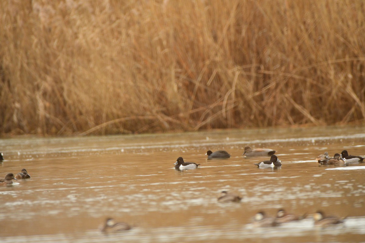 Ring-necked Duck - ML612597322