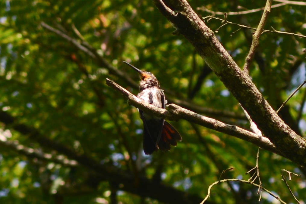 kolibřík tropický - ML612597445