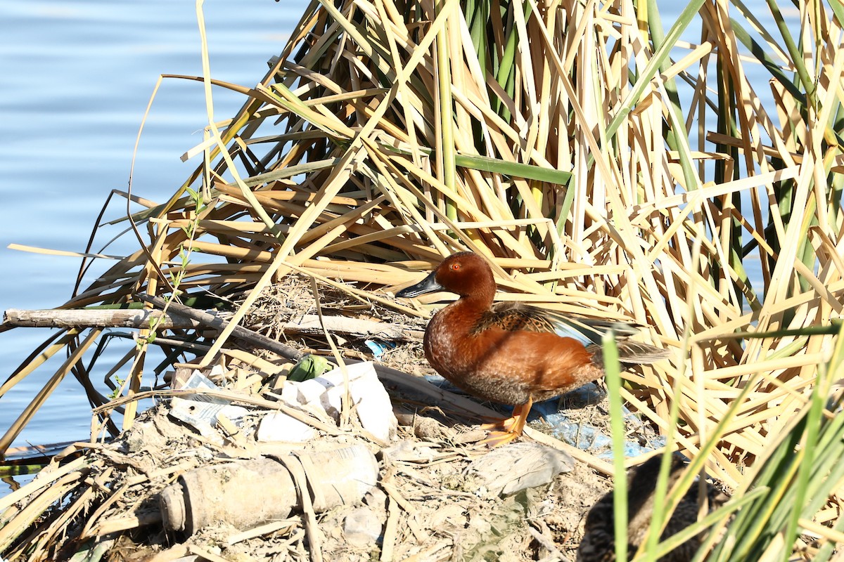 Cinnamon Teal - ML612597473