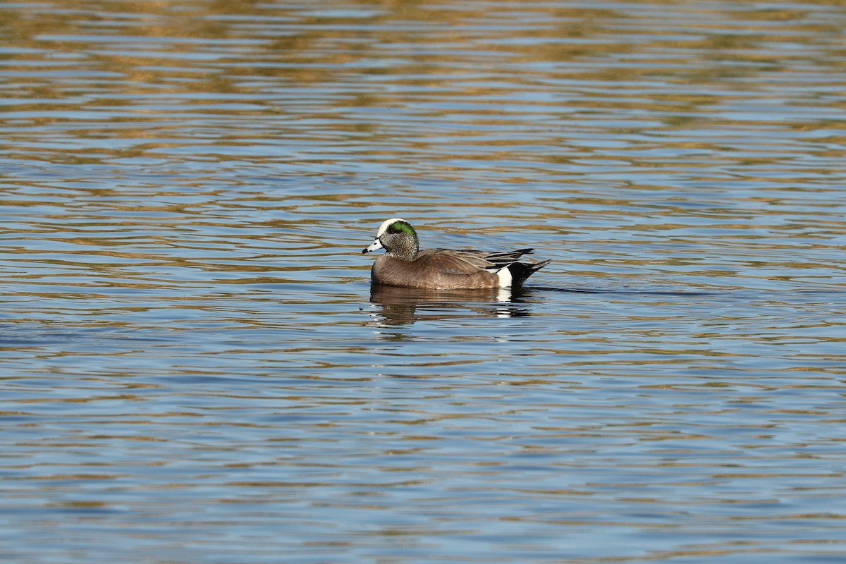 American Wigeon - ML612597478