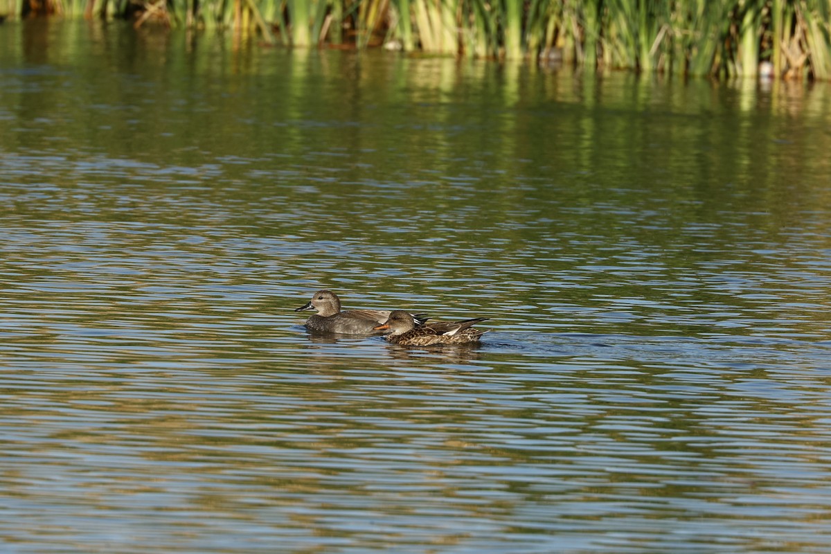 Mexican Duck - ML612597490