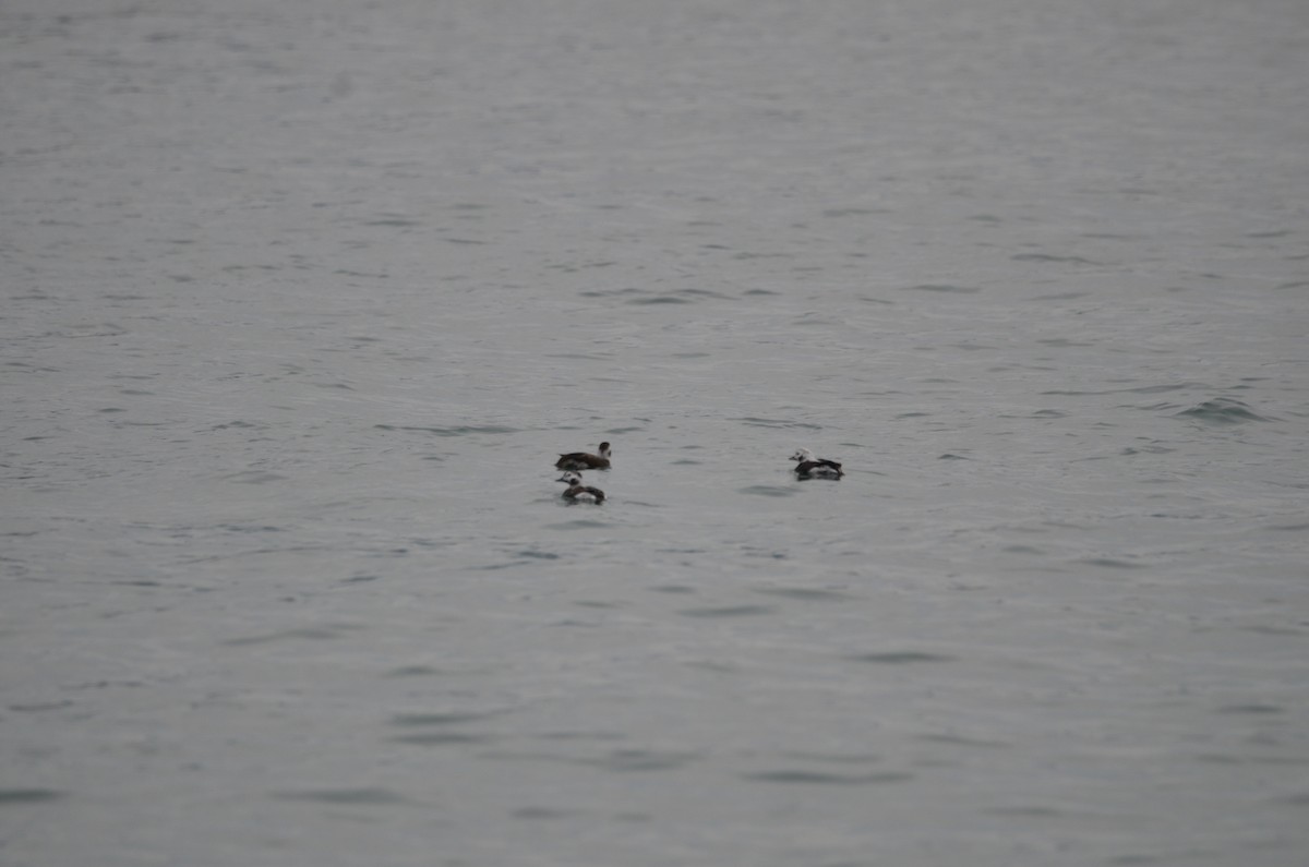 Long-tailed Duck - ML612597503