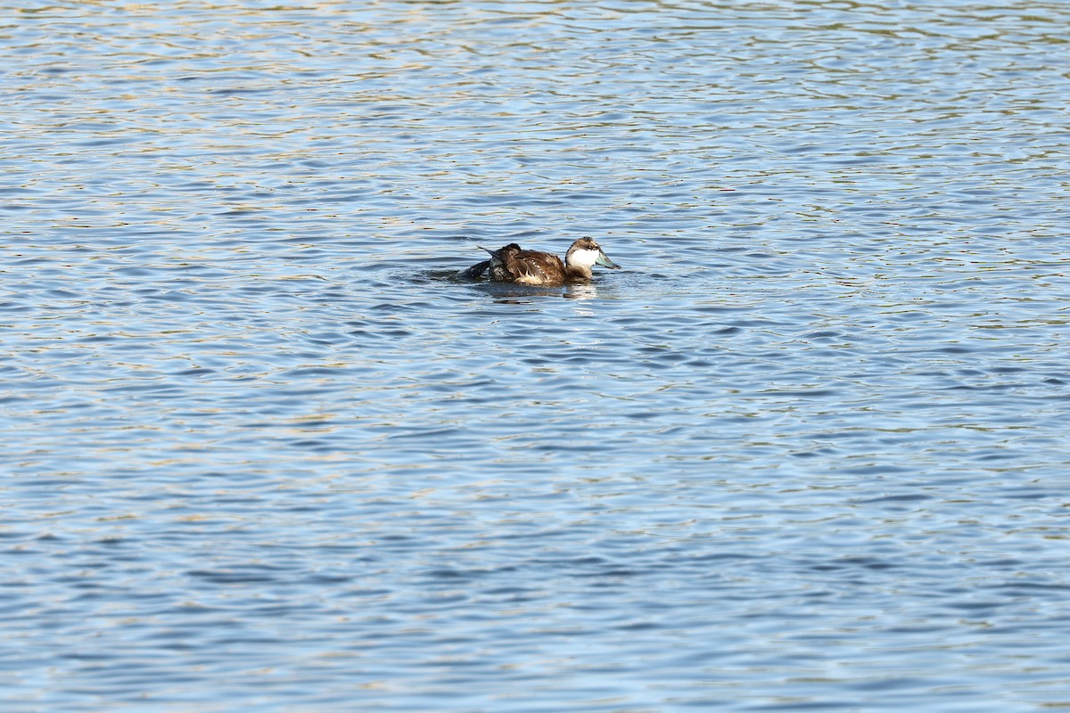 Ruddy Duck - ML612597505