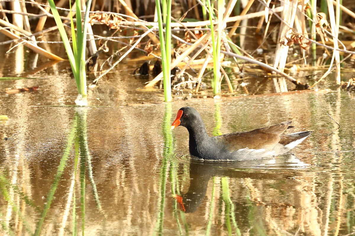 Gallinule d'Amérique - ML612597524