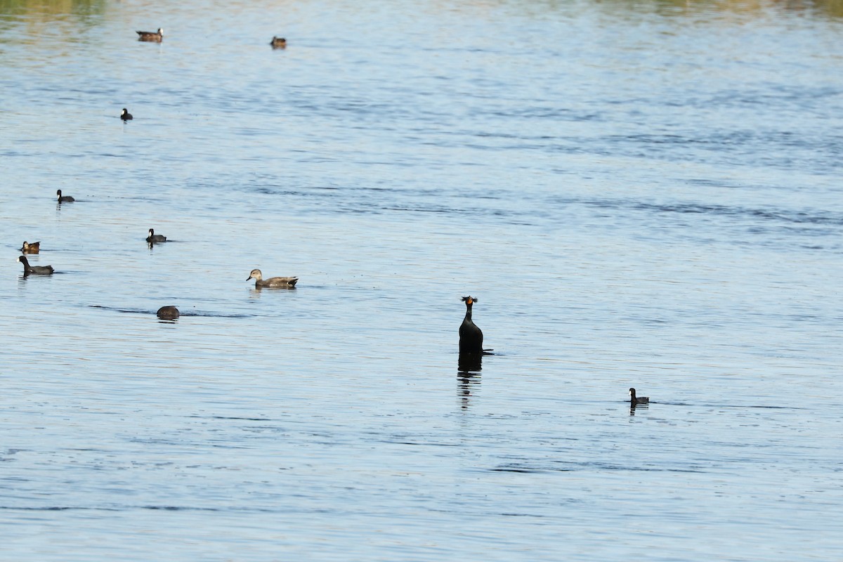 Cormoran à aigrettes - ML612597528