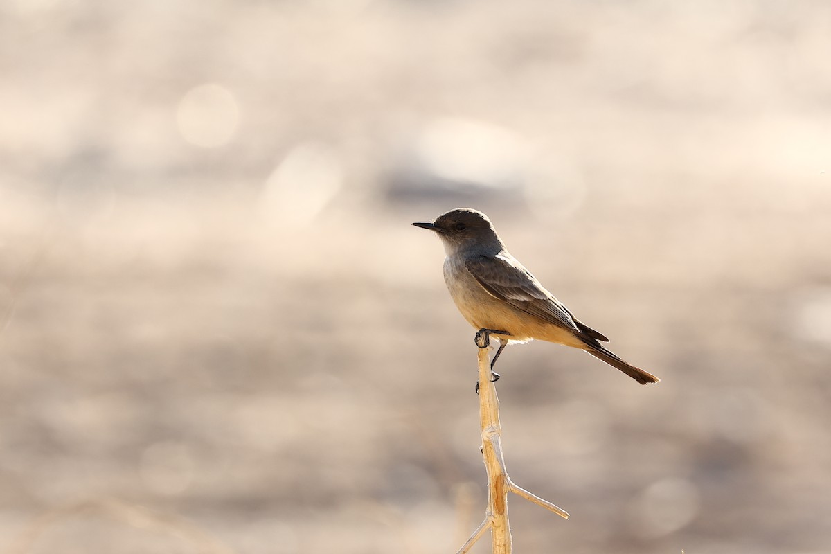 Say's Phoebe - Jose Luis Lescano Perez Pacheco