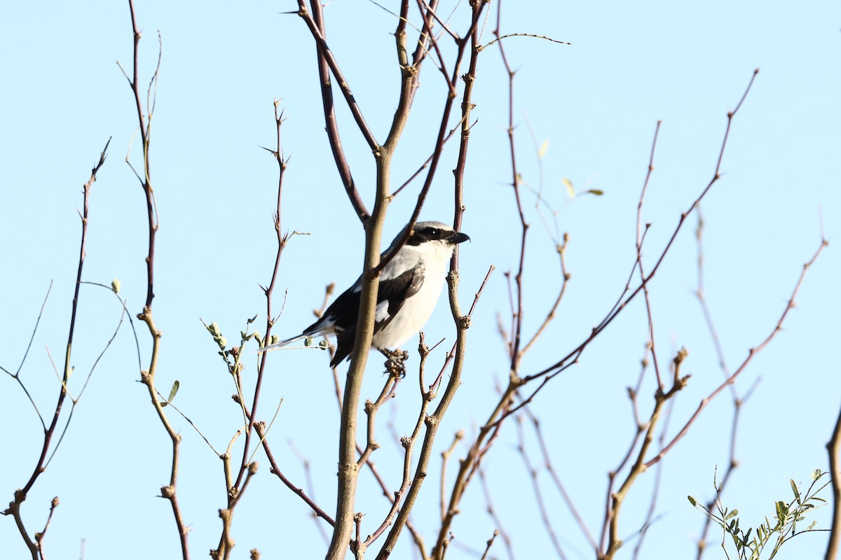 Loggerhead Shrike - Jose Luis Lescano Perez Pacheco