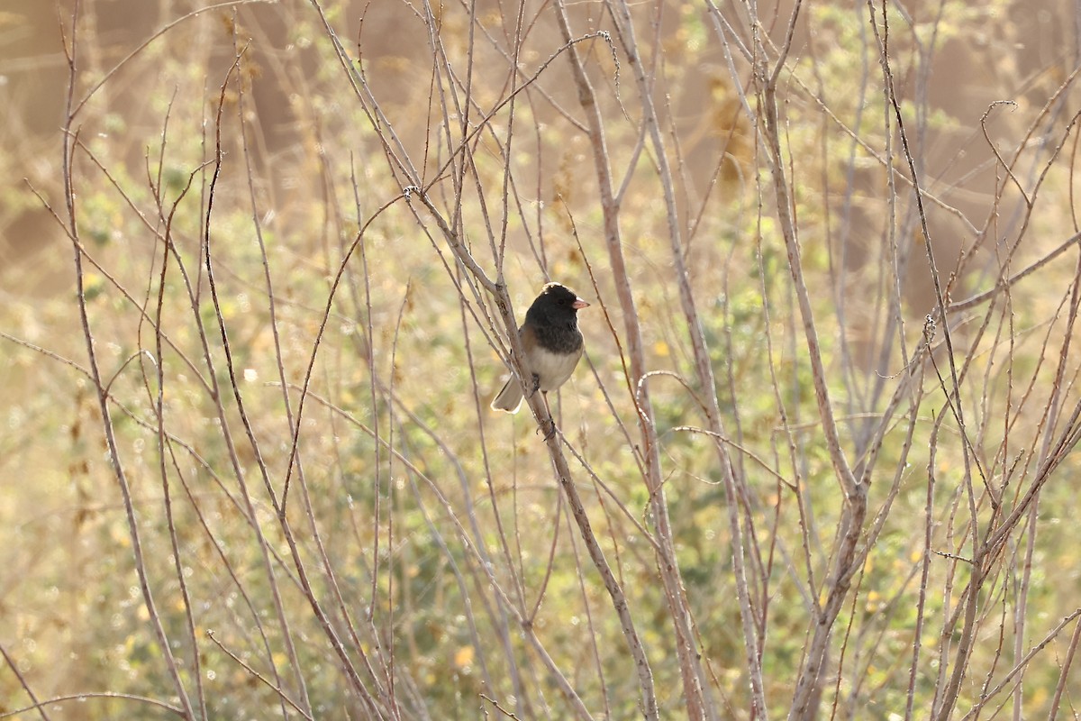 Dark-eyed Junco - ML612597551