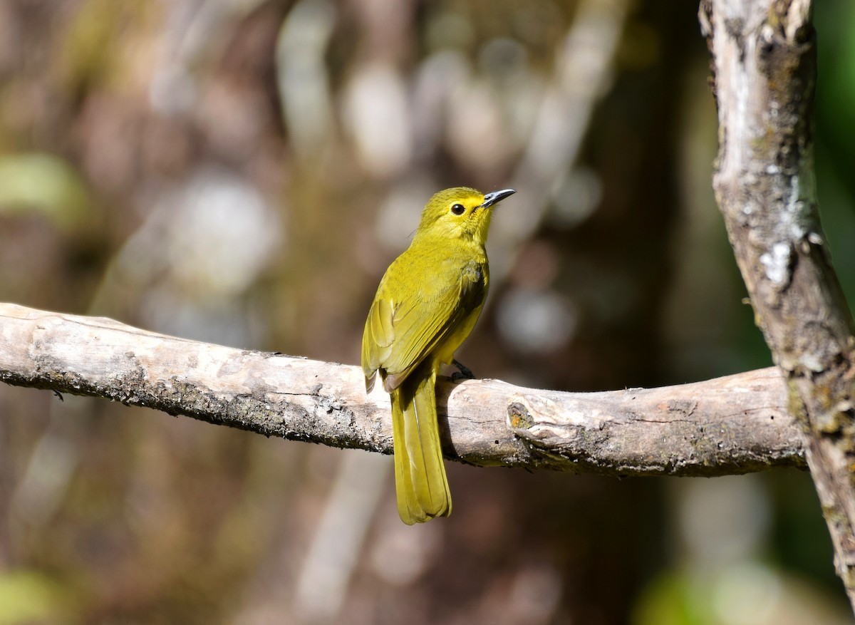 Yellow-browed Bulbul - Noyel Mahendra