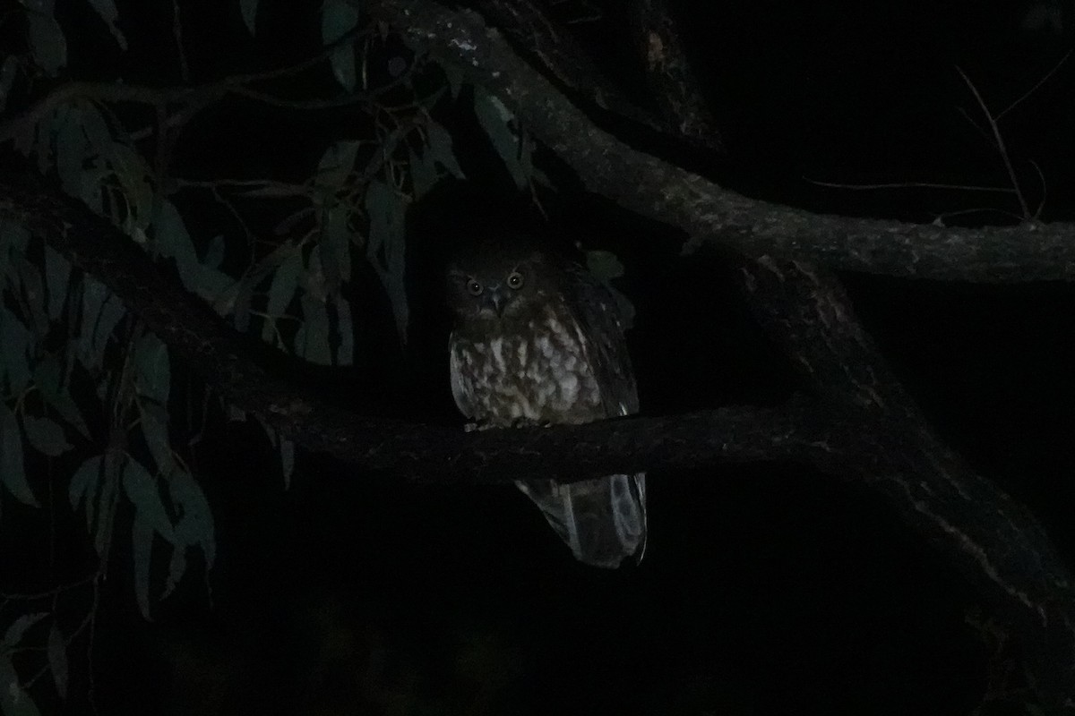 Barking Owl - Steve Kornfeld