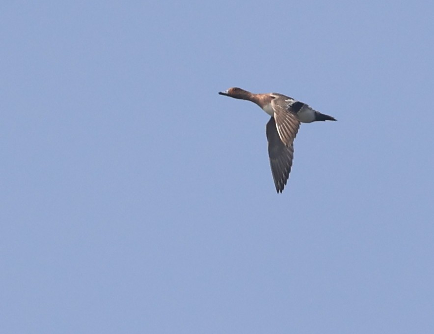 Eurasian Wigeon - ML612597629