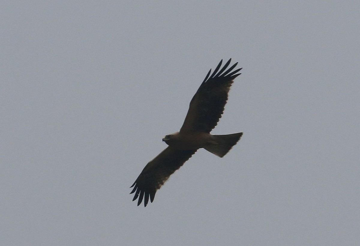 Águila Calzada - ML612597647