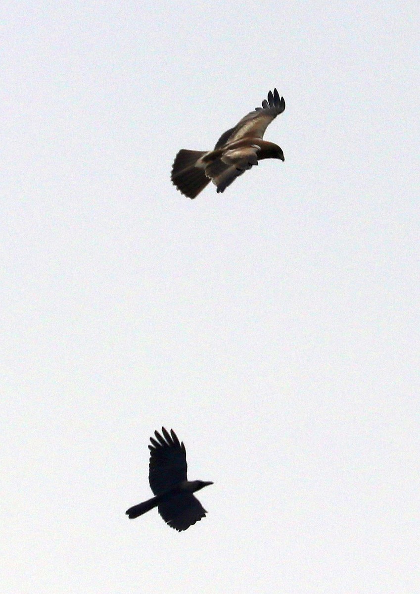 Booted Eagle - ML612597648