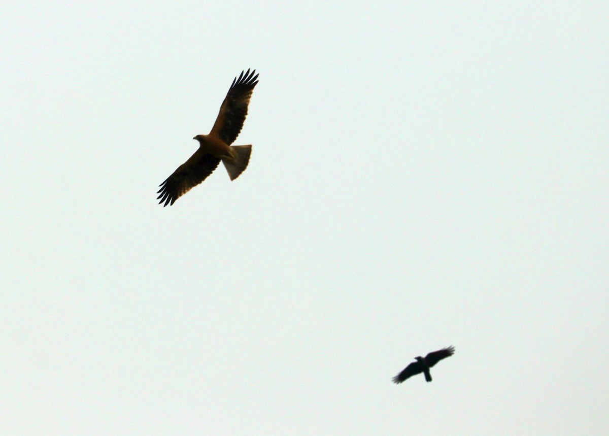 Booted Eagle - ML612597650