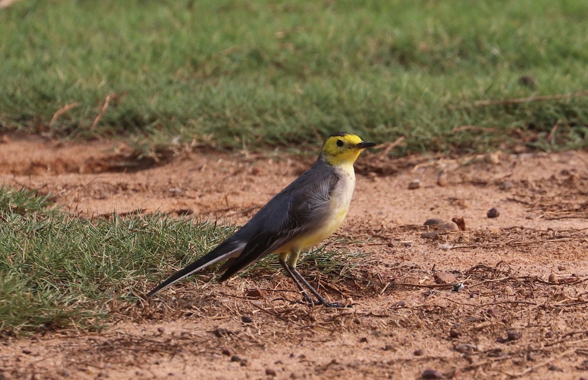 Citrine Wagtail - ML612597681