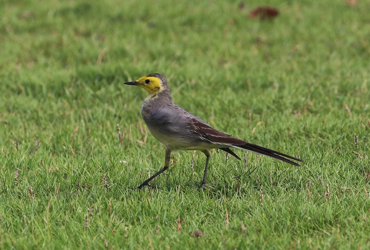 Citrine Wagtail - ML612597689