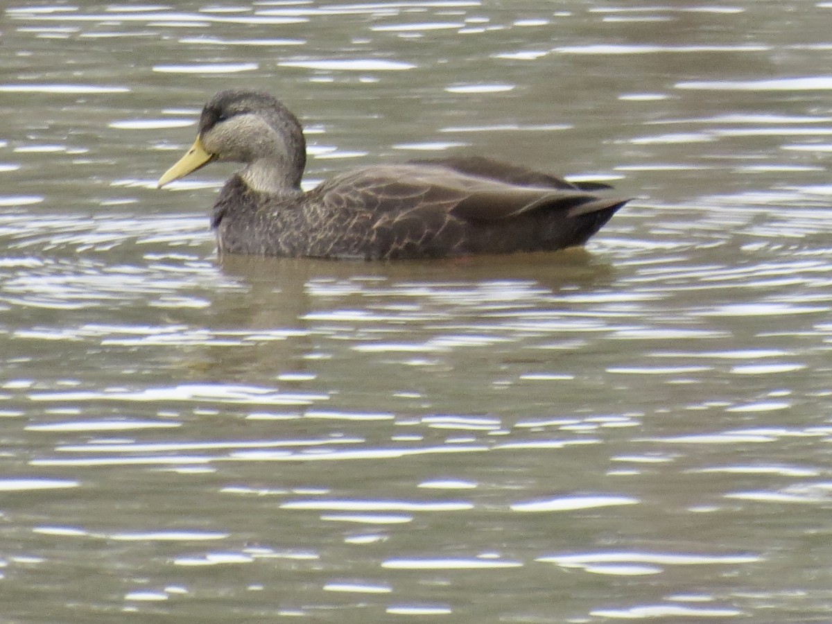 American Black Duck - ML612597713