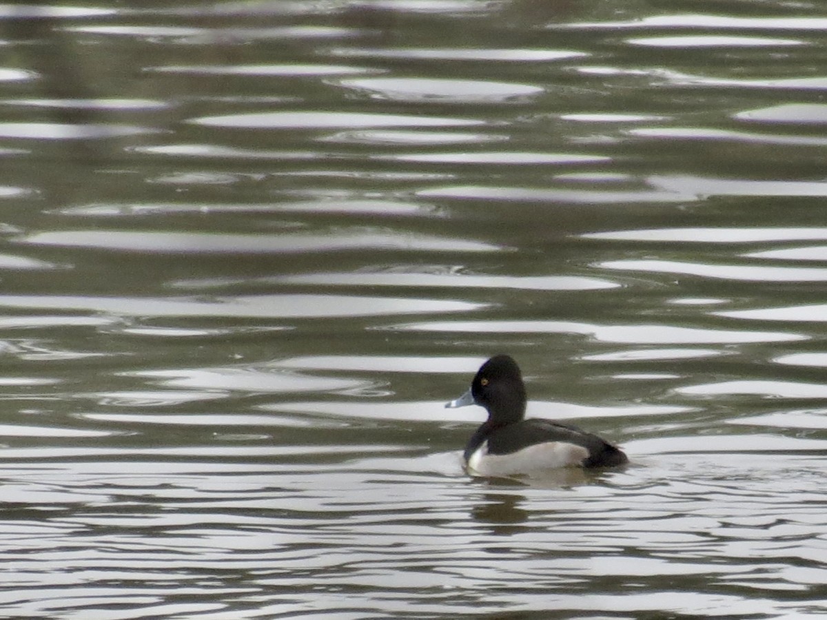 Ring-necked Duck - ML612597736