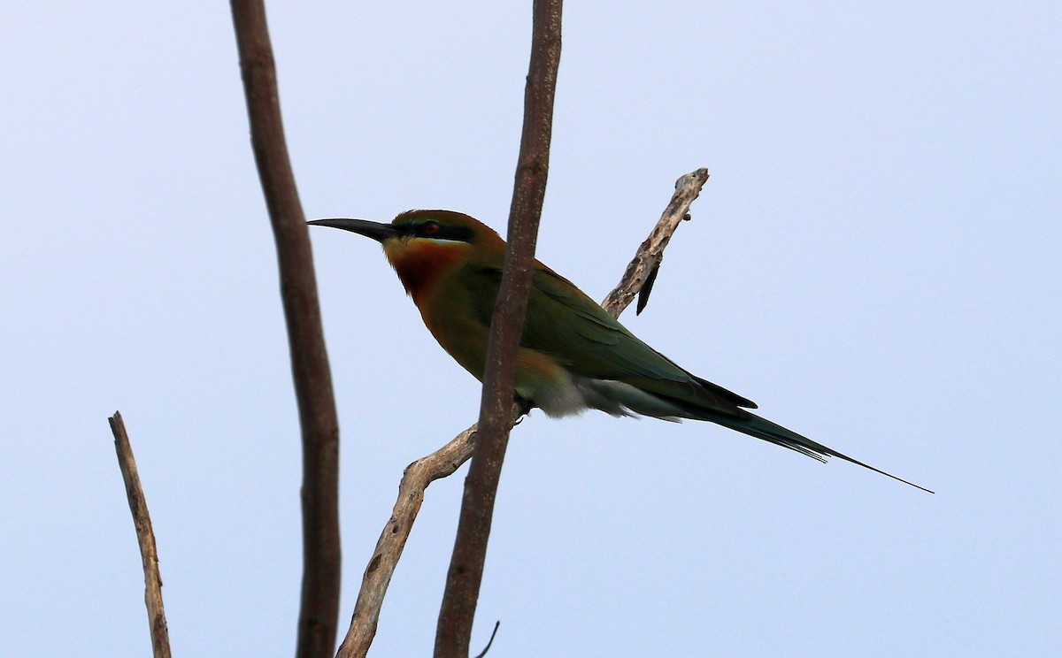 Abejaruco Coliazul - ML612597745