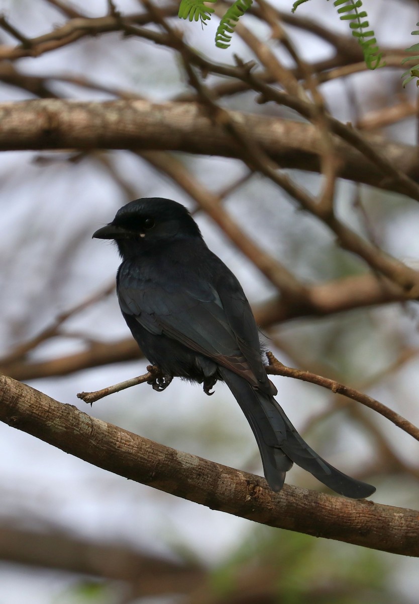 Black Drongo - ML612597754