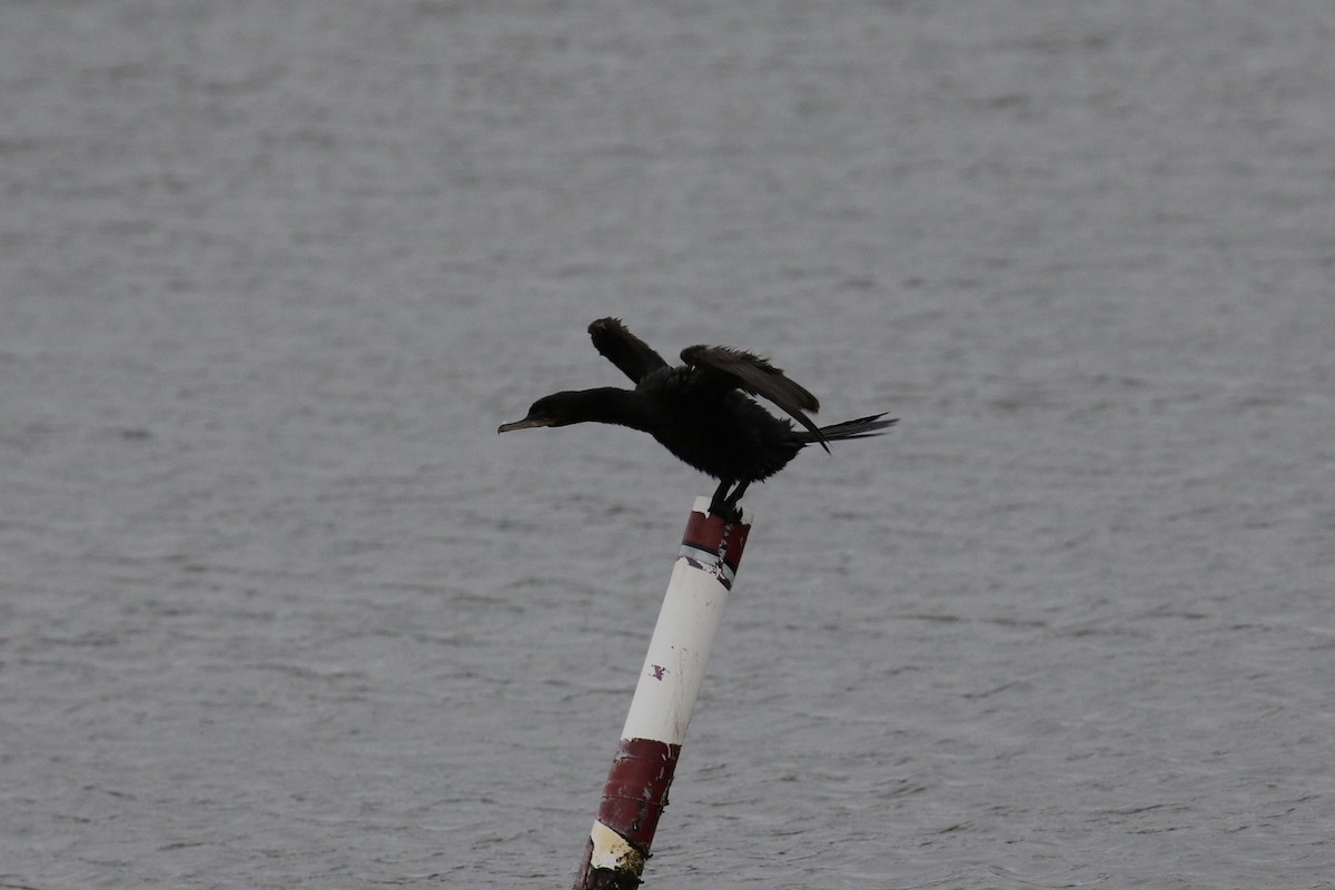 Neotropic Cormorant - ML612597798