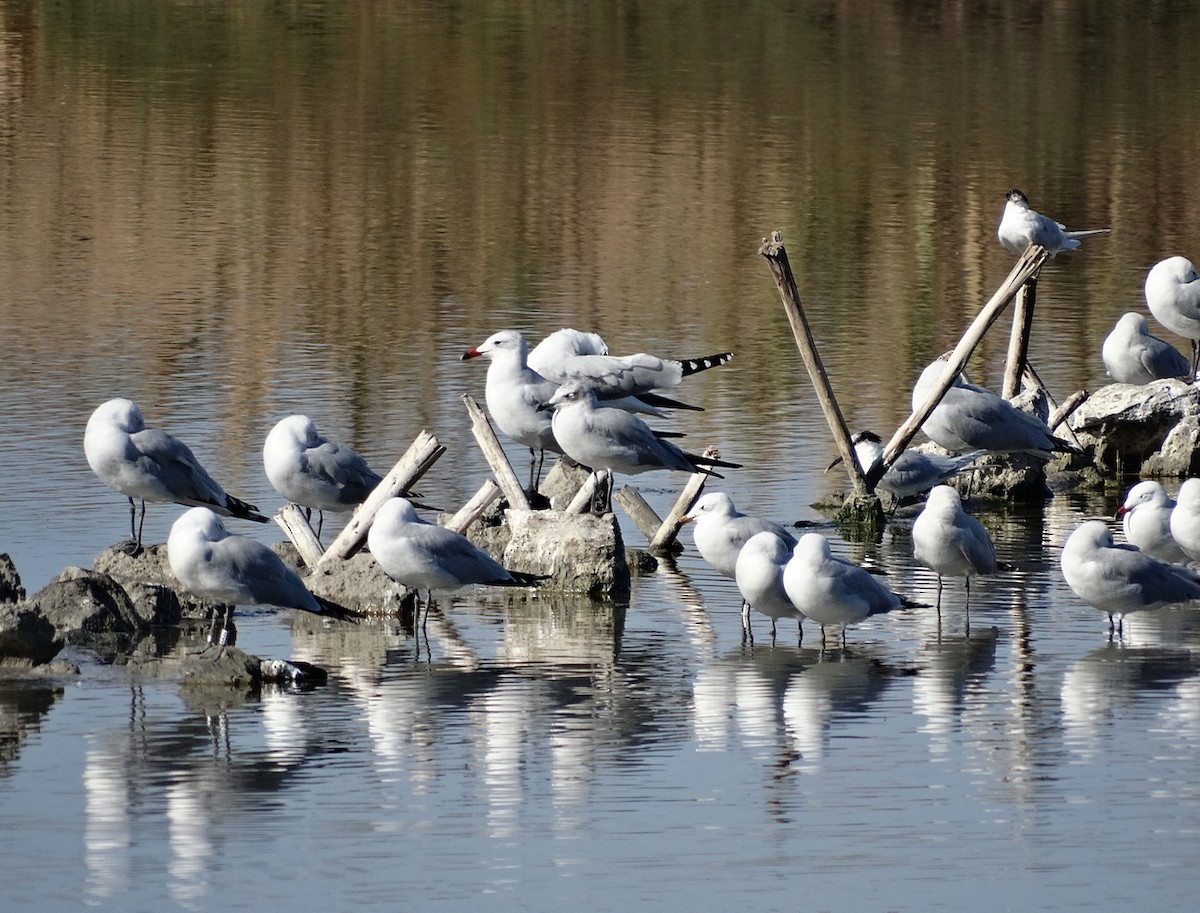 Gaviota de Audouin - ML612597815