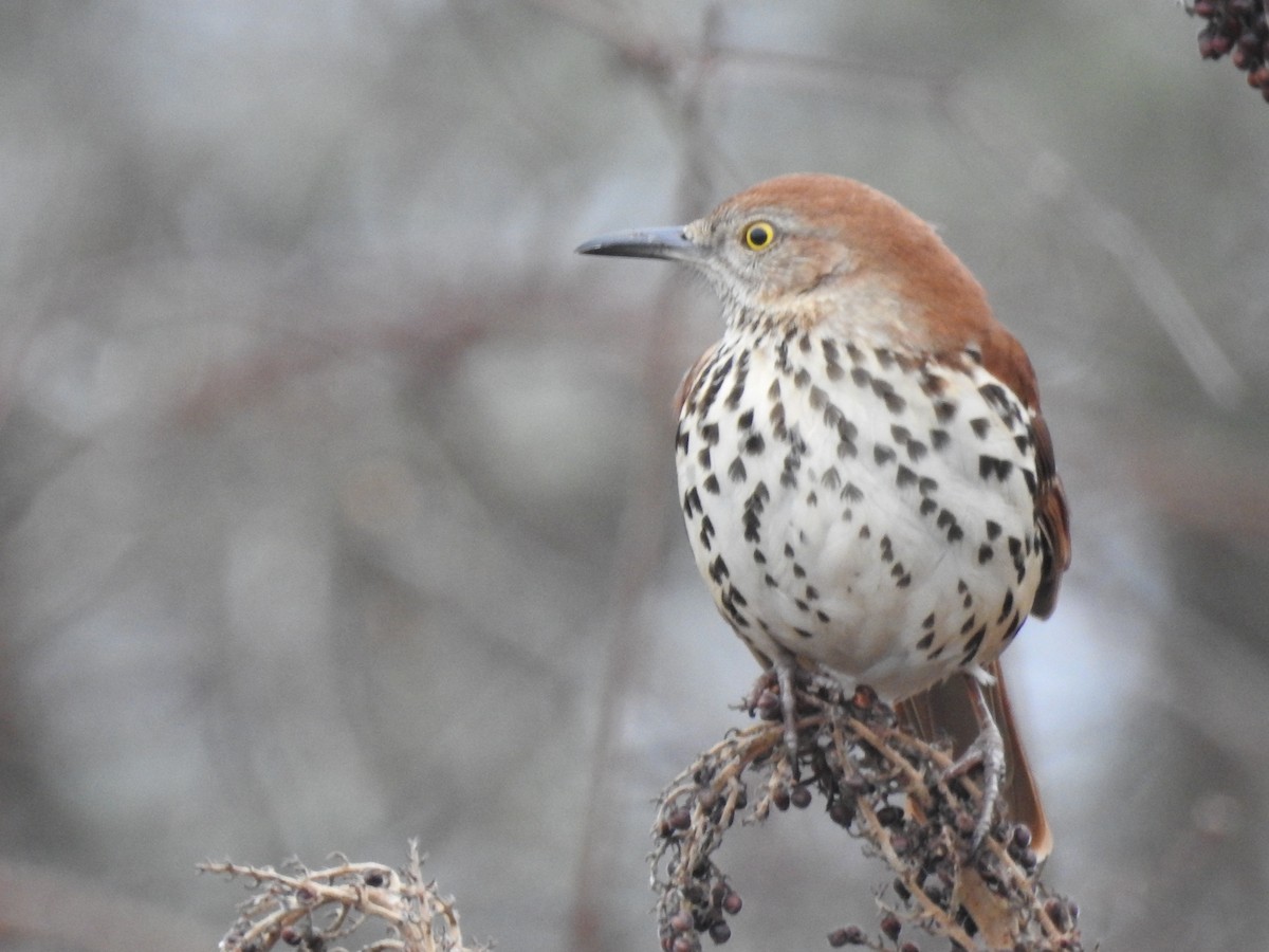 Brown Thrasher - ML612597866