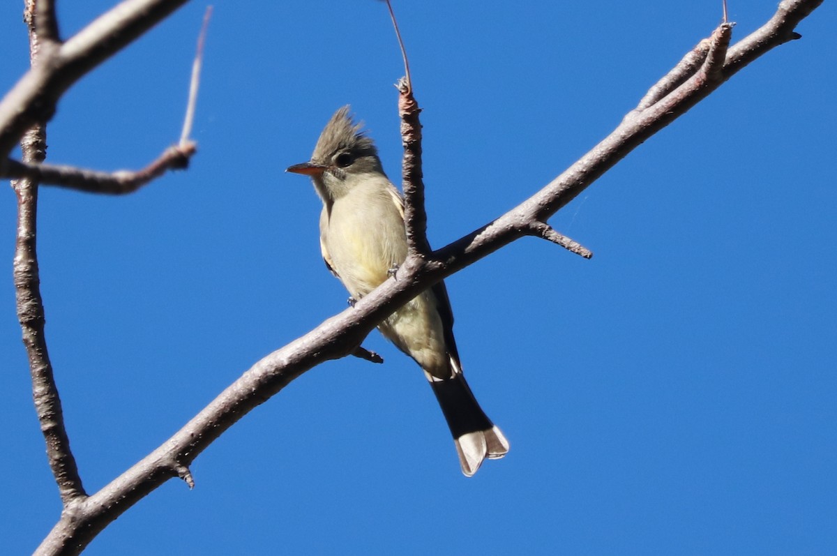 Greater Pewee - Andrew Core