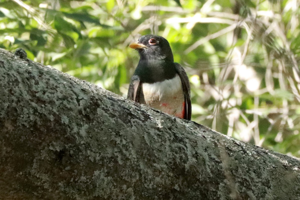 Elegant Trogon - Andrew Core