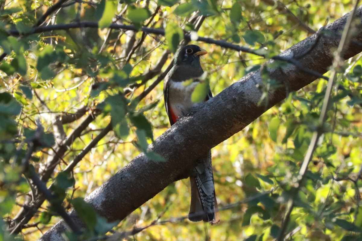 Elegant Trogon - ML612598006