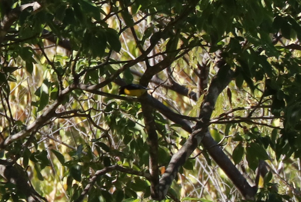 West Mexican Euphonia - Andrew Core