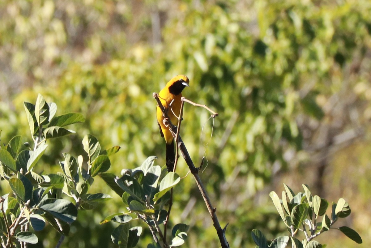 Hooded Oriole - Andrew Core