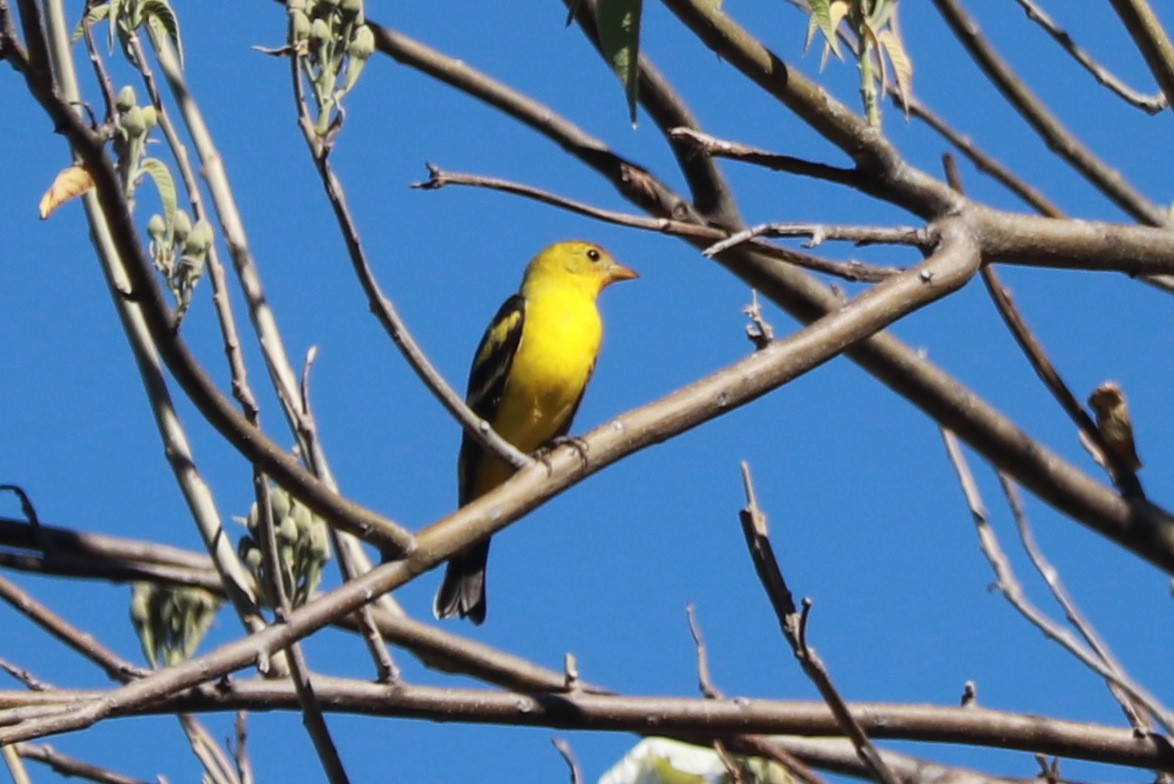 Western Tanager - Andrew Core