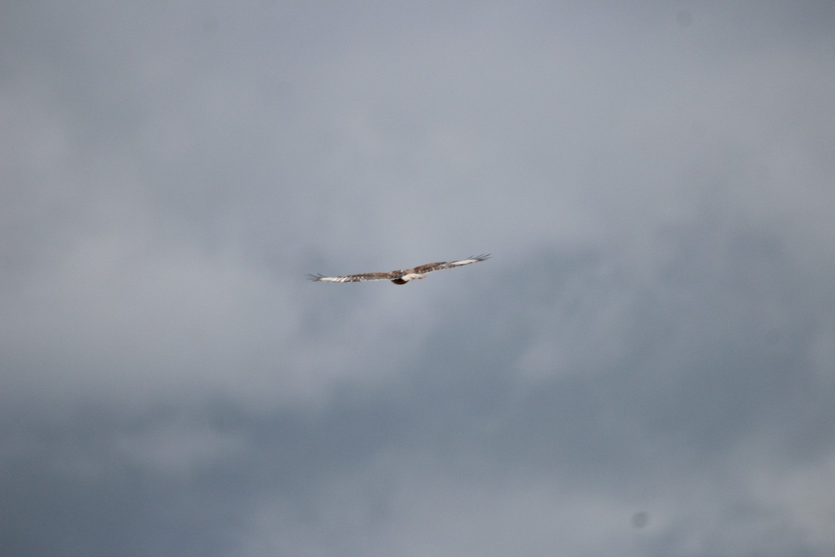 Ferruginous Hawk - ML612598130