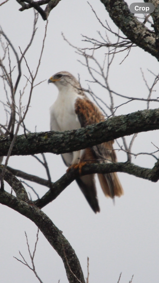 Ferruginous Hawk - ML612598131