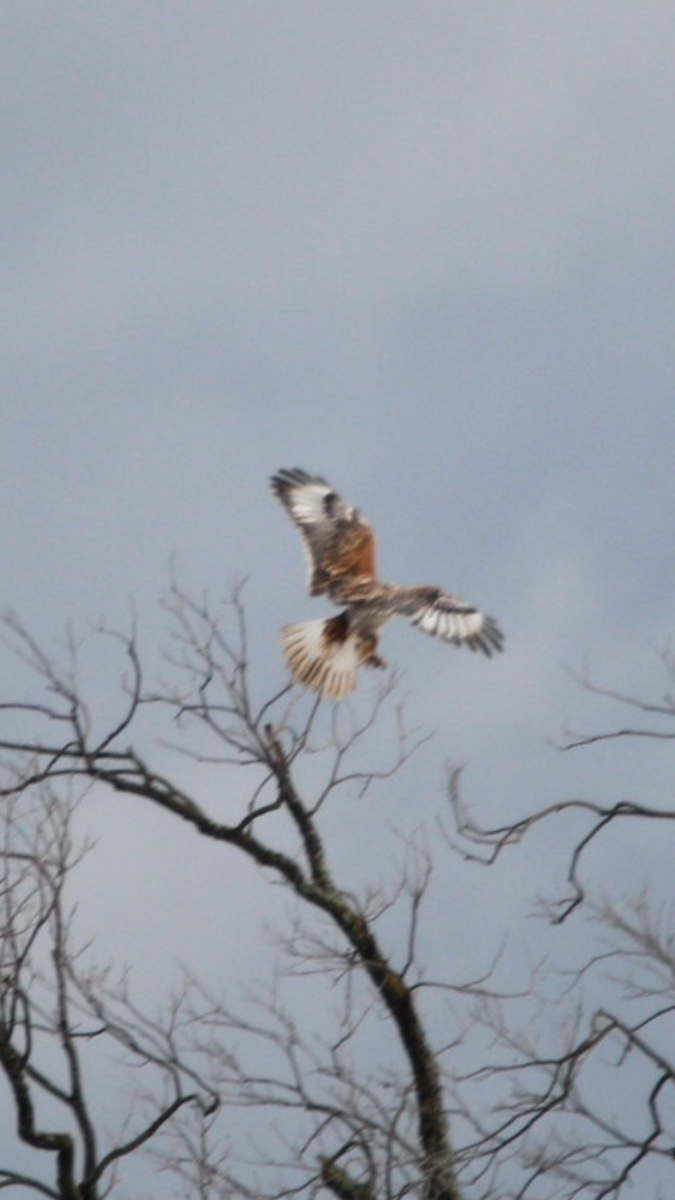 Ferruginous Hawk - Elijah Clark