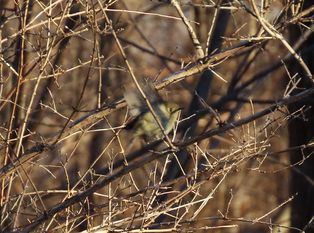 Ruby-crowned Kinglet - ML612598170