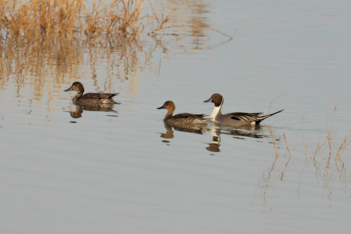 Northern Pintail - ML612598231