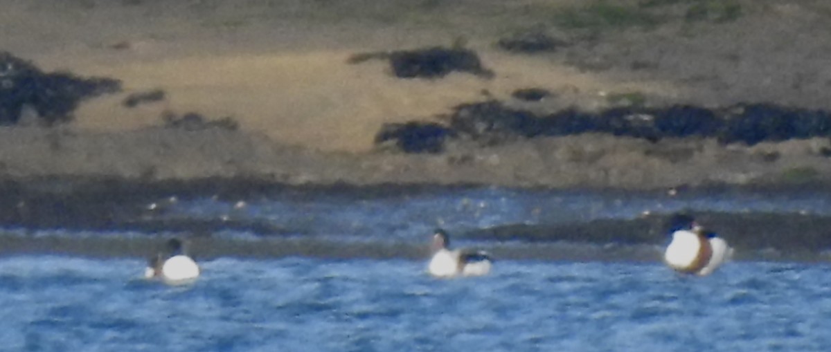 Common Shelduck - ML612598287