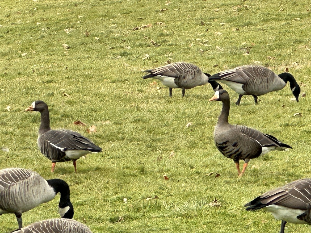 Greater White-fronted Goose - ML612598308