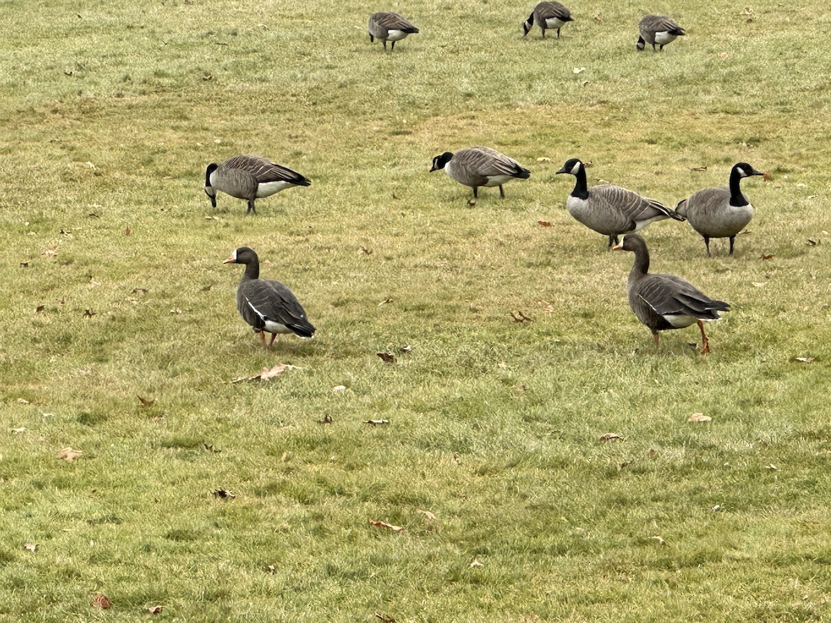 Greater White-fronted Goose - ML612598309