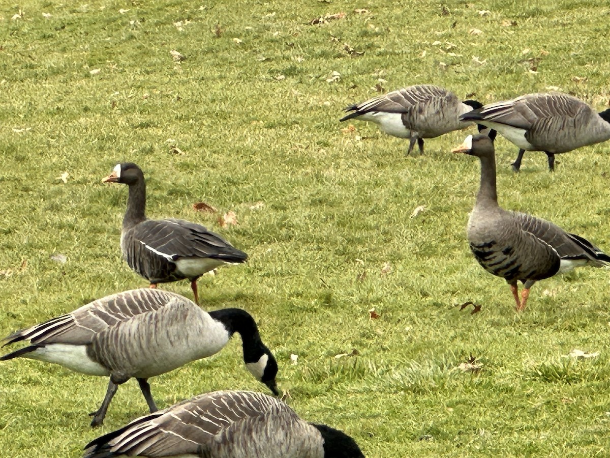 Greater White-fronted Goose - ML612598310